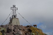 48 Uno stambecco alla croce del Pizzo dei Tre Signori (2554 m)